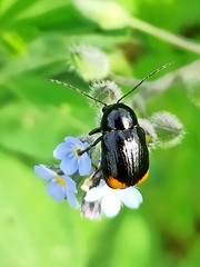 Cryptocephalus biguttatus