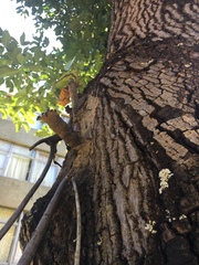 Scaptotrigona postica