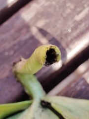 Urocystis eranthidis