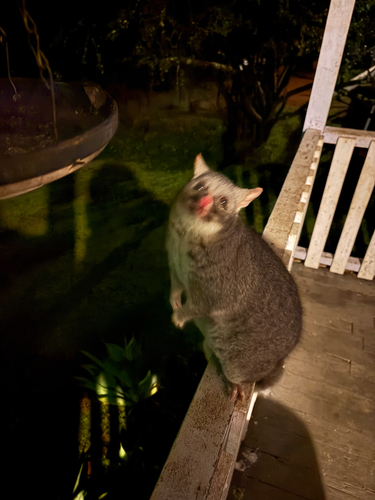 Western Brush-tailed Possum