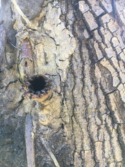 Scaptotrigona postica