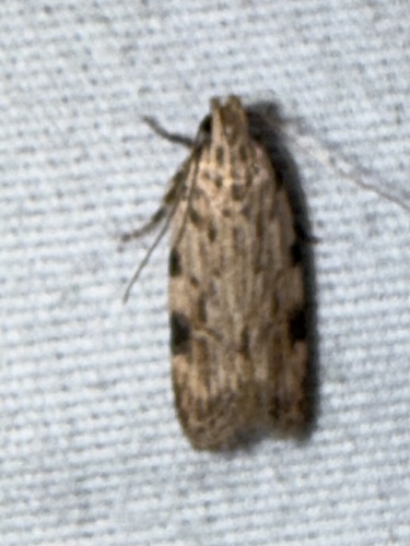 Mesquite Webworm Moth photo 4