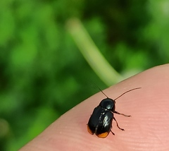 Cryptocephalus biguttatus