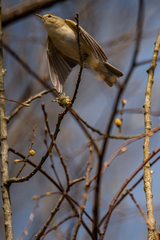 Phylloscopus trochiloides