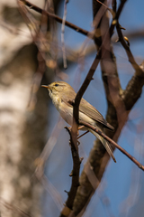 Phylloscopus trochiloides