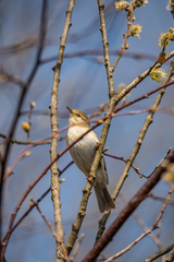 Phylloscopus trochiloides