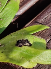 Urocystis eranthidis