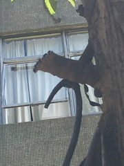 Scaptotrigona postica