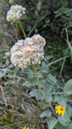 Eriogonum compositum, photograph 4