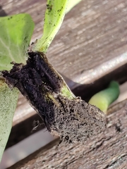 Urocystis eranthidis