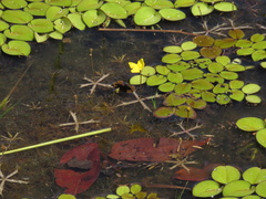 Utricularia breviscapa
