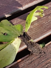 Urocystis eranthidis