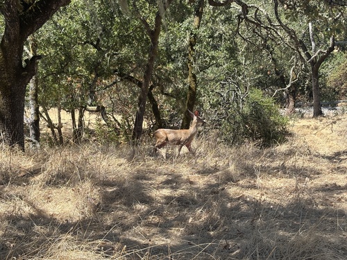 Mule Deer seen in Sonoma Valley
