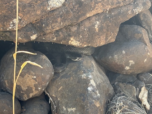 Northern Pacific Rattlesnake seen in Sonoma Valley