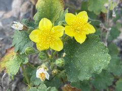 Eucnide lobata, photograph (c) Cody Hinchliff, some rights reserved (CC BY)