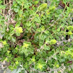 Teucrium flavum