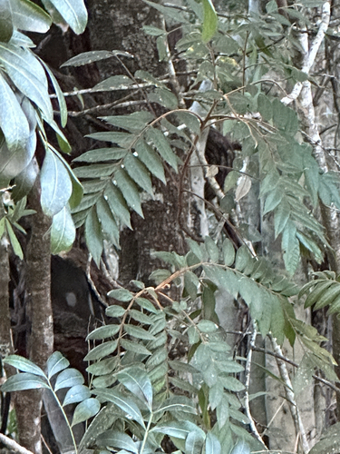 Fern Top