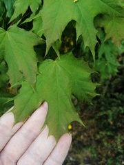 Acer platanoides