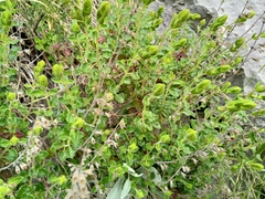 Teucrium flavum