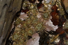 Anthopleura handi