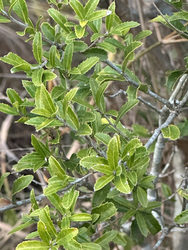 Denhamia parvifolia
