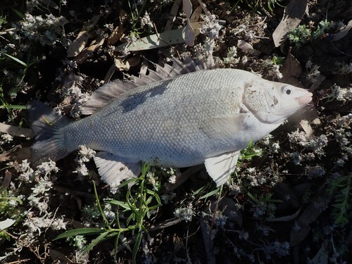 Barcoo grunter (Scortum barcoo) — Terapontidae — 2