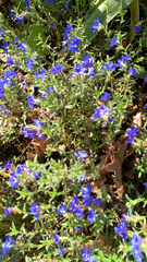 Glandora prostrata