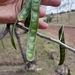 Acacia erythrantha