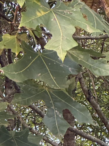 broad-leaved bottletree