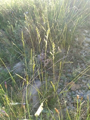 Festuca occitanica