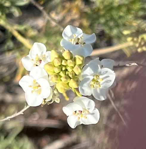 Arabidella glaucescens, 2026-08-01