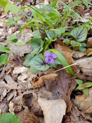 Viola walteri