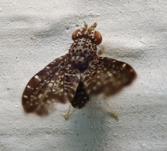 Trypetisoma sticticum