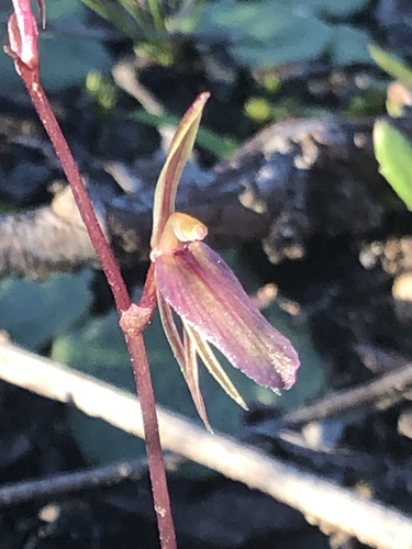 Gnat orchid