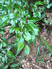 Ilex asprella, photograph (c) 黃美滿, some rights reserved (CC BY)