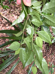 Ilex asprella, photograph (c) 黃美滿, some rights reserved (CC BY)