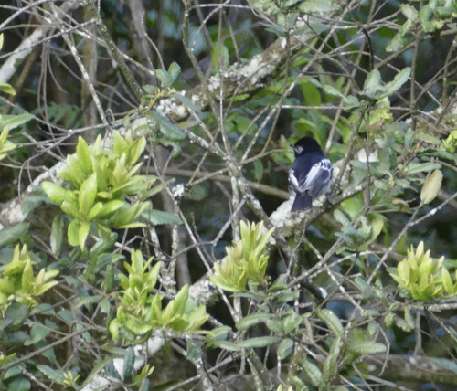 iNaturalist image