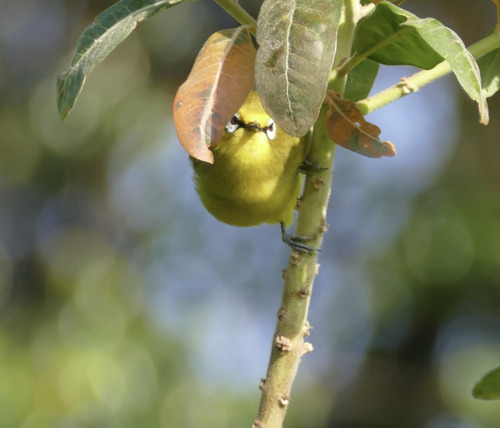 iNaturalist image