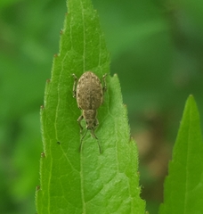 Peritelus sphaeroides