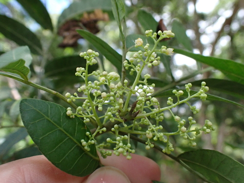 Schinus terebinthifolia observed 2026-08-01