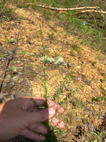 Symphyotrichum dumosum, photograph 2