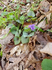 Viola walteri