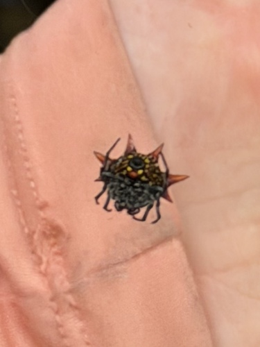 Gasteracantha cancriformis, 2026-08-01