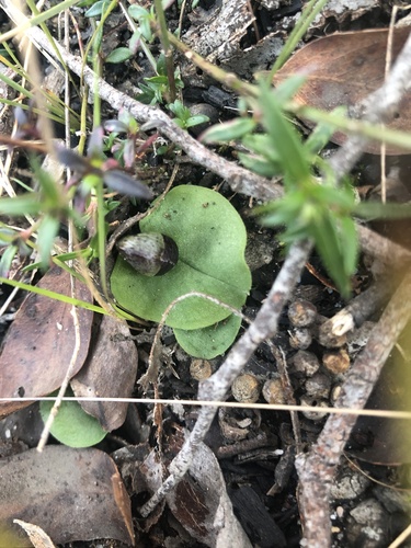 slaty helmet-orchid