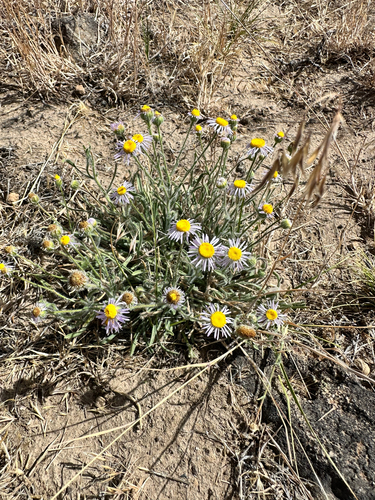 Erigeron pumilus, 2026-08-01