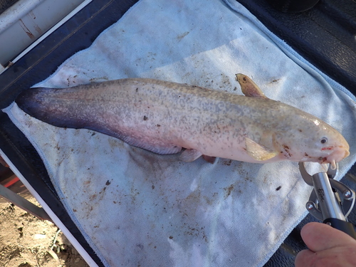 Cooper Creek catfish (Neosiluroides cooperensis) — Plotosidae