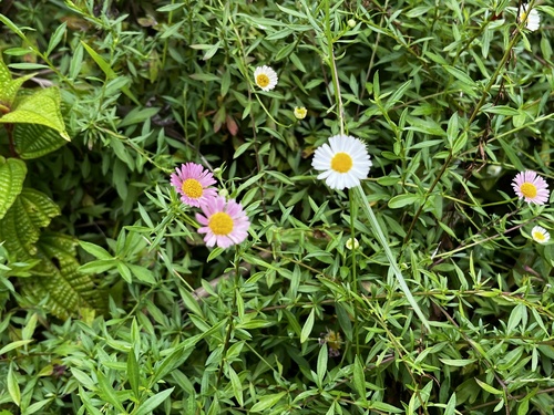 Erigeron karvinskianus observed 2026-08-01
