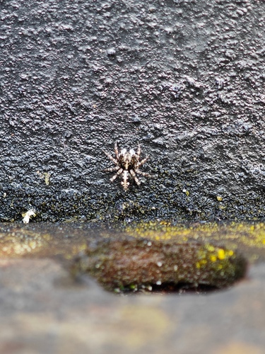 Attulus terebratus