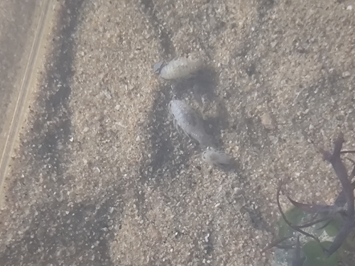 Sand Piranha