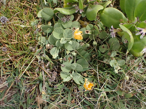 Sida fallax observed 2026-08-01
